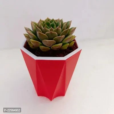 Phulwa Echeveria Desmetiana Succulent Plant with Red Diamond Pot| Echeveria Desmetiana| Succulent Plant| Low Maintenance Plant | Miniature Garden Plant|-thumb2