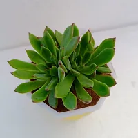 Phulwa Echeveria Pulidonis Succulent Plant with Yellow Diamond self-waterinng Pot | Low Maintenance Plant | Miniature Garden Plant| Indoor  Outdoor Plants | Gift for Birthday | Home Decorative Cacti-thumb1