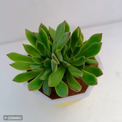 Phulwa Echeveria Pulidonis Succulent Plant with Yellow Diamond self-waterinng Pot | Low Maintenance Plant | Miniature Garden Plant| Indoor  Outdoor Plants | Gift for Birthday | Home Decorative Cacti-thumb2