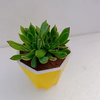 Phulwa Echeveria Pulidonis Succulent Plant with Yellow Diamond self-waterinng Pot | Low Maintenance Plant | Miniature Garden Plant| Indoor  Outdoor Plants | Gift for Birthday | Home Decorative Cacti-thumb2