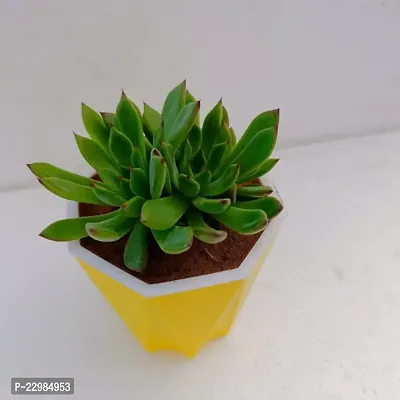 Phulwa Echeveria Pulidonis Succulent Plant with Yellow Diamond self-waterinng Pot | Low Maintenance Plant | Miniature Garden Plant| Indoor  Outdoor Plants | Gift for Birthday | Home Decorative Cacti-thumb3