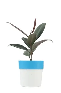 Phulwa combo set of 2 Rubber Plant with Red N White and Blue N white Pot- Best Air purified Plant-Best gift for health-thumb1