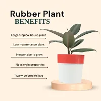 Phulwa combo set of 2 Rubber Plant with Red N White and Blue N white Pot- Best Air purified Plant-Best gift for health-thumb3