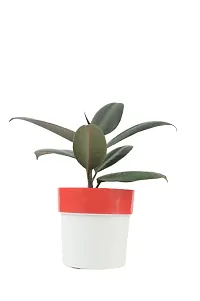 Phulwa combo set of 2 Rubber Plant with Red N White and Blue N white Pot- Best Air purified Plant-Best gift for health-thumb2