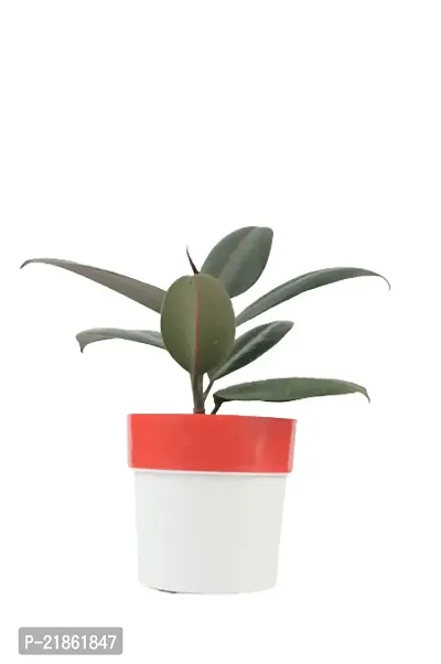 Phulwa combo set of 2 Rubber Plant with Red N White and Blue N white Pot- Best Air purified Plant-Best gift for health-thumb3