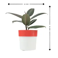 Phulwa combo set of 2 Rubber Plant with Red N White and Blue N white Pot- Best Air purified Plant-Best gift for health-thumb4