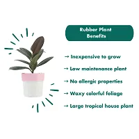 Phulwa combo set of 2 Rubber Plant with Pink N White and Blue N white Pot- Best Air purified Plant-Best gift for health-thumb2