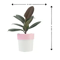 Phulwa combo set of 2 Rubber Plant with Pink N White and Blue N white Pot- Best Air purified Plant-Best gift for health-thumb3