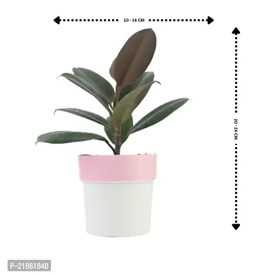 Phulwa combo set of 2 Rubber Plant with Pink N White and Blue N white Pot- Best Air purified Plant-Best gift for health-thumb4