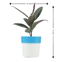 Phulwa combo set of 2 Rubber Plant with Pink N White and Blue N white Pot- Best Air purified Plant-Best gift for health-thumb1