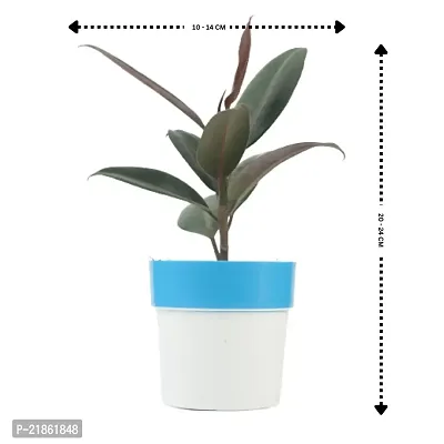 Phulwa combo set of 2 Rubber Plant with Pink N White and Blue N white Pot- Best Air purified Plant-Best gift for health-thumb2