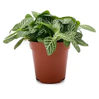 Phulwa combo of 2 Plant fittonia and Monstera Plant| Swiss Cheese Vine | Broken Heart Plant | Natural Live Plant in Pot|-thumb1