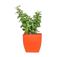 Phulwa combo set of 3 Plants Rubber Plant, Green Money Plant and  Jade Plants | Green Gift| Best Plant for Office Desk| Home Decor-thumb1