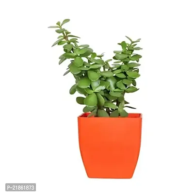 Phulwa combo set of 3 Plants Rubber Plant, Green Money Plant and  Jade Plants | Green Gift| Best Plant for Office Desk| Home Decor-thumb2