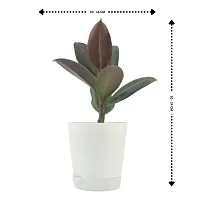 Phulwa combo set of 2 Plant of Rubber Plant | NASA Approved Plant | Air-Purified Plants| Green Gift| Best Plant for Office Desk| Home Decor-thumb1