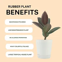 Phulwa combo set of 2 Plant of Rubber Plant | NASA Approved Plant | Air-Purified Plants| Green Gift| Best Plant for Office Desk| Home Decor-thumb2
