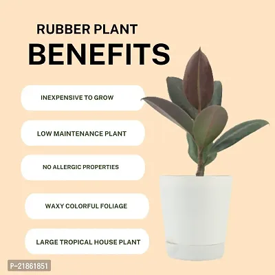 Phulwa combo set of 2 Plant of Rubber Plant | NASA Approved Plant | Air-Purified Plants| Green Gift| Best Plant for Office Desk| Home Decor-thumb3