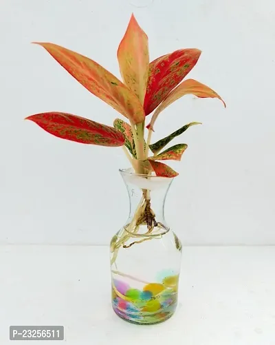 Phulwa water Aglaonema Valentine Plant with Glass Vass-Water Aglaonema-Home Decor