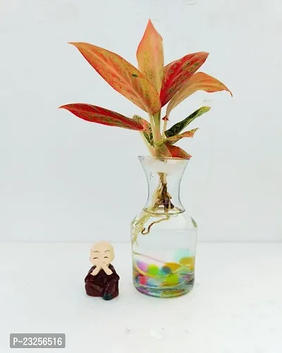 Phulwa Water Aglaonema Valentine Plant with Little Baby Monk Buddha with Glass Vase -Home Decor -Best Gift-Diwali Gift