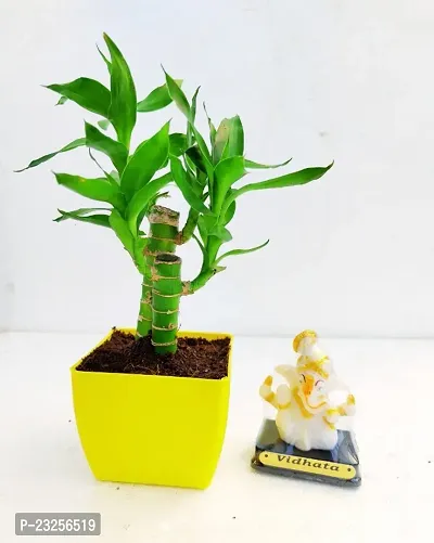 Phulwa Lotus Bamboo Plant with Radium Ganpati Bappa Beautiful  - with Yellow Pot-Home Decor -Best Gift-Diwali Gift