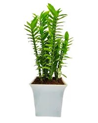 Phulwa Pedilanthus Green Plant and 2 Little Baby Monk Buddha with White Ruby Pot-Home Decor -Best Gift-Diwali Gift-thumb1