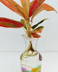 Phulwa water Aglaonema Valentine Plant with Glass Vass-Water Aglaonema-Home Decor-thumb1