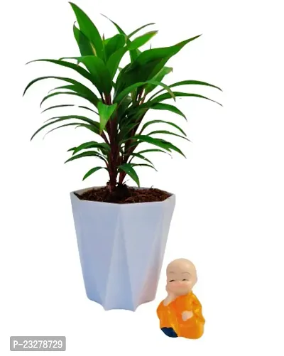 Phulwa Dracaena  ruby plant With Little Baby Monk Buddha with White Diamond  Pot-Home Decor -Best Gift-Diwali Gift