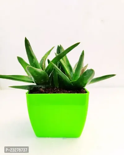 Phulwa Haworthia Pentagona Plant with GreenPot-Home Decor -Best Gift-Diwali Gift-thumb0