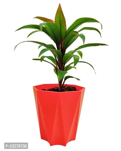 Phulwa Dracaena ruby plant with Red Diamond  Pot-Home Decor -Best Gift-Diwali Gift