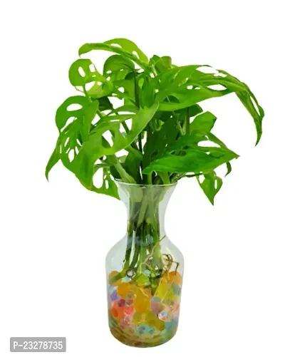 Phulwa Monstera Plant with Glass Pot -Home Decor -Best Gift-Diwali Gift-Good Luck gift