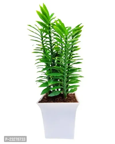 Phulwa Pedilanthus Green Plant With White Ruby Pot -Home Decor -Best Gift-Diwali Gift