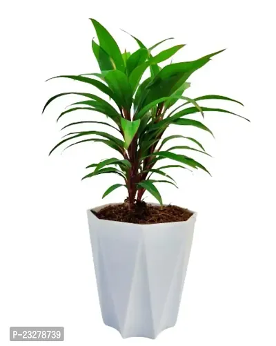 Phulwa Dracaena ruby plant with White Diamond  Pot-Home Decor -Best Gift-Diwali Gift