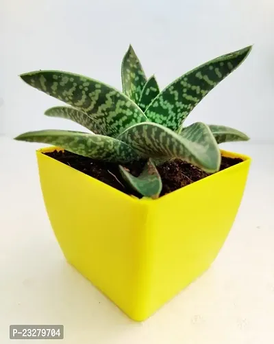 Phulwa Gonialoe variegata Plant  with yellow Pot-Home Decor -Best Gift-Diwali Gift-Happy Gift