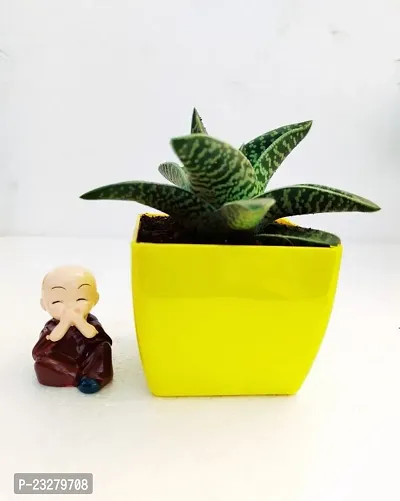 Phulwa Gonialoe variegata Plant and Little Baby Monk Buddha with yellow Pot-Home Decor -Best Gift-Diwali Gift-Happy Gift- Cute Monk say be calm