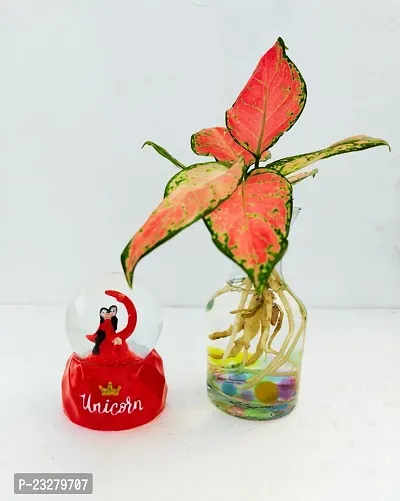 Phulwa Water Aglaonema Valentine Plant with Valentine Romantic Love Couple Sitting On Moon Doom With Light Effect For Girlfriend Boyfriend Home Decor with Glass Vase -Home Decor -Best Gift-Diwali Gift