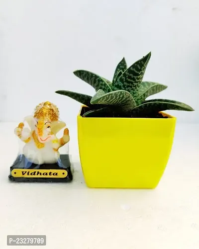 Phulwa Gonialoe variegata Plant with Radium Ganpati Bappa with yellow Pot-Home Decor -Best Gift-Diwali Gift-Happy Gift- Green Gift