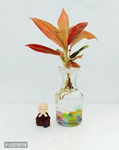 Phulwa Water Aglaonema Valentine Plant with Little Baby Monk Buddha with Glass Vase -Home Decor -Best Gift-Diwali Gift-thumb0