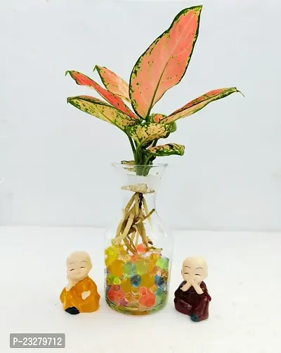 Phulwa Water Aglaonema Pink Plant with 2 Little Baby Monk Buddha with Glass Vase -Home Decor -Best Gift-Diwali Gift-thumb0