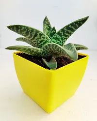 Phulwa Gonialoe variegata Plant and Little Baby Monk Buddha with yellow Pot-Home Decor -Best Gift-Diwali Gift-Happy Gift- Cute Monk say be calm-thumb1