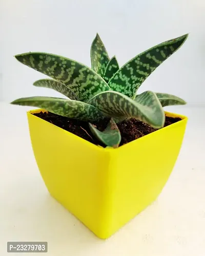 Phulwa Gonialoe variegata Plant and Little Baby Monk Buddha with yellow Pot-Home Decor -Best Gift-Diwali Gift-Happy Gift- Cute Monk say be calm-thumb2