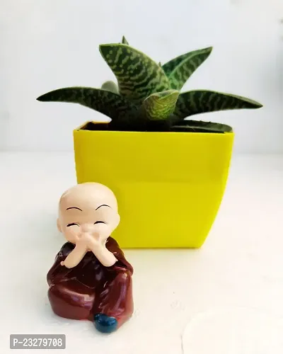 Phulwa Gonialoe variegata Plant and Little Baby Monk Buddha with yellow Pot-Home Decor -Best Gift-Diwali Gift-Happy Gift- Cute Monk say be calm-thumb3