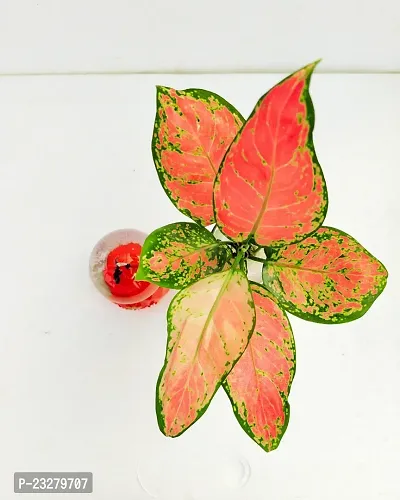 Phulwa Water Aglaonema Valentine Plant with Valentine Romantic Love Couple Sitting On Moon Doom With Light Effect For Girlfriend Boyfriend Home Decor with Glass Vase -Home Decor -Best Gift-Diwali Gift-thumb2