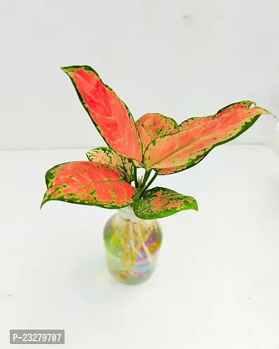 Phulwa Water Aglaonema Valentine Plant with Valentine Romantic Love Couple Sitting On Moon Doom With Light Effect For Girlfriend Boyfriend Home Decor with Glass Vase -Home Decor -Best Gift-Diwali Gift-thumb3