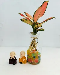 Phulwa Water Aglaonema Pink Plant with 2 Little Baby Monk Buddha with Glass Vase -Home Decor -Best Gift-Diwali Gift-thumb1