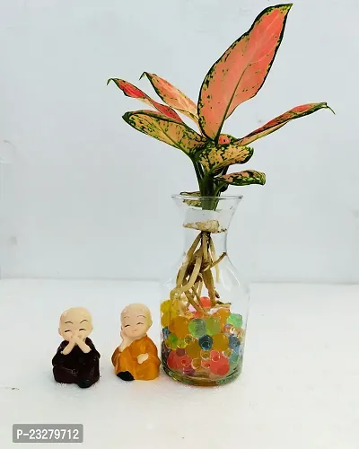 Phulwa Water Aglaonema Pink Plant with 2 Little Baby Monk Buddha with Glass Vase -Home Decor -Best Gift-Diwali Gift-thumb2