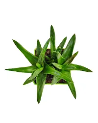 Phulwa Haworthia Pentagona Plant with GreenPot-Home Decor -Best Gift-Diwali Gift-thumb2