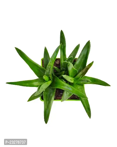 Phulwa Haworthia Pentagona Plant with GreenPot-Home Decor -Best Gift-Diwali Gift-thumb3