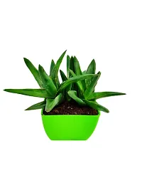 Phulwa Haworthia Pentagona Plant with GreenPot-Home Decor -Best Gift-Diwali Gift-thumb1