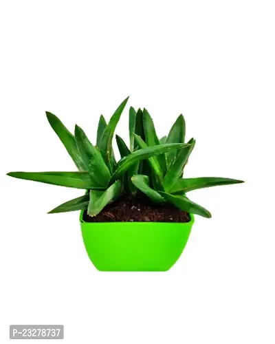 Phulwa Haworthia Pentagona Plant with GreenPot-Home Decor -Best Gift-Diwali Gift-thumb2