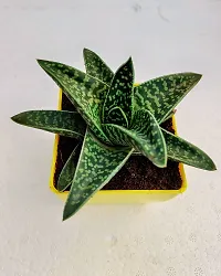 Phulwa Gonialoe variegata Plant  with yellow Pot-Home Decor -Best Gift-Diwali Gift-Happy Gift-thumb1